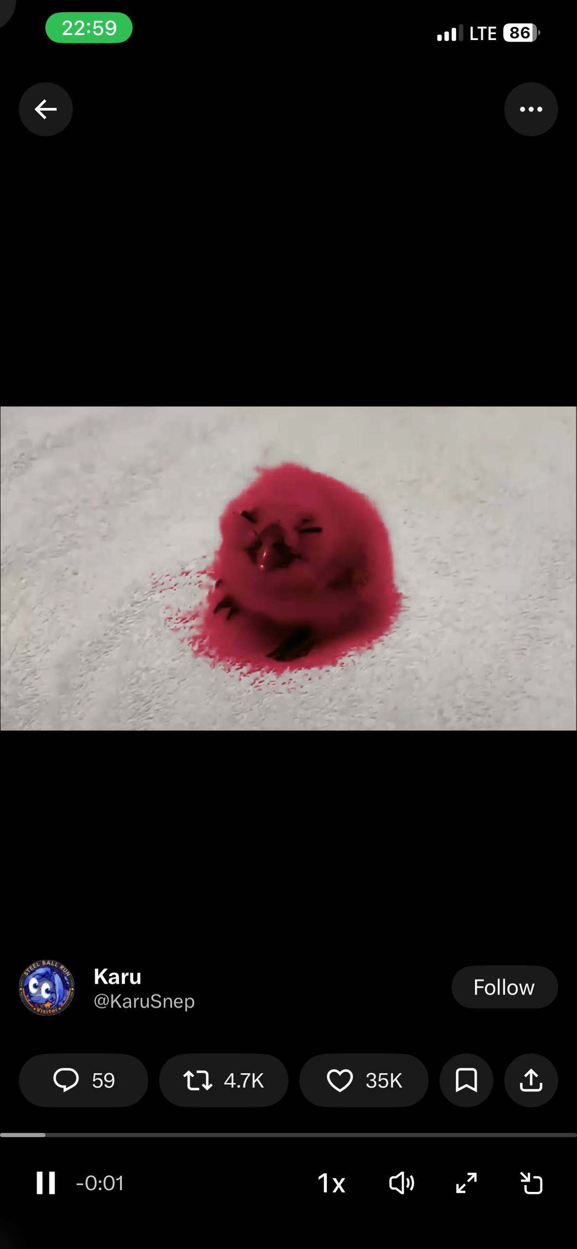 Red owl edit