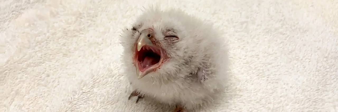 Screaming Baby Owl